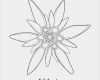 Edelweiss Tattoo Vorlage Best Of Royalty Free Edelweiss Clip Art Vector