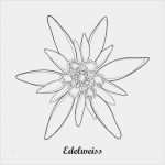 Edelweiss Tattoo Vorlage Best Of Royalty Free Edelweiss Clip Art Vector
