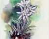 Edelweiss Tattoo Vorlage Bewundernswert Edelweiss Malereien Drawings