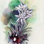 Edelweiss Tattoo Vorlage Bewundernswert Edelweiss Malereien Drawings