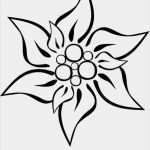 Edelweiss Tattoo Vorlage Einzigartig Edelweis Colouring Pages