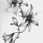 Edelweiss Tattoo Vorlage Erstaunlich Tattoo Lrio Pinturas Desenhos Pinterest