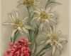Edelweiss Tattoo Vorlage Gut 89 Besten Edelweiss Bilder Auf Pinterest