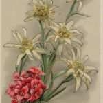 Edelweiss Tattoo Vorlage Gut 89 Besten Edelweiss Bilder Auf Pinterest