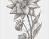Edelweiss Tattoo Vorlage Gut Disegno A Matita Di Una Dalia Illustrazione Di Stock