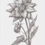 Edelweiss Tattoo Vorlage Gut Disegno A Matita Di Una Dalia Illustrazione Di Stock