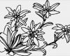 Edelweiss Tattoo Vorlage Gut top Zu for Pinterest Tattoos