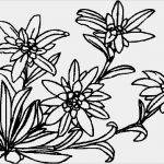 Edelweiss Tattoo Vorlage Gut top Zu for Pinterest Tattoos