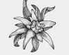 Edelweiss Tattoo Vorlage Inspiration Edelweiß Tattoo