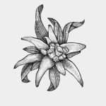 Edelweiss Tattoo Vorlage Inspiration Edelweiß Tattoo