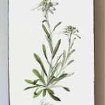 Edelweiss Tattoo Vorlage Inspiration Les 25 Meilleures Idées De La Catégorie Edelweiss Tatouage