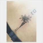 Edelweiss Tattoo Vorlage Süß 25 Best Ideas About Edelweiss Tattoo On Pinterest