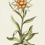 Edelweiss Tattoo Vorlage Süß Pflanzenwelt Rund Um Den Hochschwab