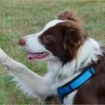 Einverständniserklärung Dsgvo Vorlage Erstaunlich Folgen Der Dsgvo Für Tierberufler