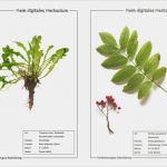 Einverständniserklärung Veröffentlichung Fotos Mitarbeitern Vorlage Angenehm "naturkalender" Naturfotografie Und Kalendererstellung