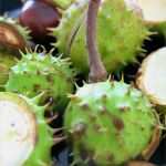 Fenstermalerei Vorlagen Erstaunlich Herbstsammlungen Und Fenstermalerei Mit Vorlage 107qm