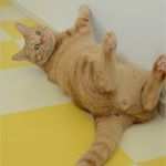 Filzen Vorlagen Großartig Pin Von Cat Man Du Auf Cats so Much Love