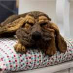 Filztiere Vorlage Erstaunlich Maruschas Filztiere Wunderschöne Hunde Aus Filz