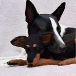 Filztiere Vorlage Süß Maruschas Filztiere Wunderschöne Hunde Aus Filz