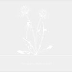 Fingerabdruck Pusteblume Vorlage Genial Wandtattoo Löwenzahn Blüten Wandtattoos