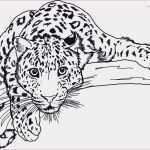 Firmenwagen Vereinbarung Vorlage Großartig Manga Korper Vorlage Erlebnisheimat Erzgebirge