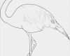 Flamingo Laterne Basteln Vorlage Fabelhaft Flamingo Outline