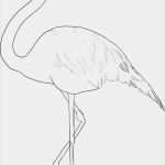 Flamingo Laterne Basteln Vorlage Fabelhaft Flamingo Outline