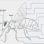 Fliege Vorlage Erstaunlich Honigbiene Ein Steckbrief Zur Honigbiene