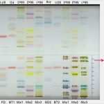 Food Fraud Gefahrenanalyse Vorlage Luxus Stu Narbeiten — Institut Für Ernährungswissenschaft