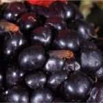 Forum Signatur Vorlagen Best Of Kirschessigfliege Neue Gefahr Für Beeren Bw