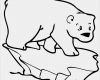 Forum Signatur Vorlagen Bewundernswert Oso Polar Dibujo Para Colorear Gratis