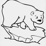 Forum Signatur Vorlagen Bewundernswert Oso Polar Dibujo Para Colorear Gratis
