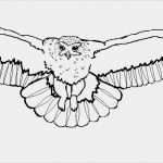 Forum Signatur Vorlagen Erstaunlich Datei Eulen Vorlage 4 – Die Legende Der Wächter