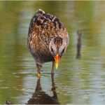 Gefährdungsanalyse Vorlage Erstaunlich Der Falke 10 2016