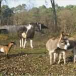 Gemeinsames sorgerecht Urlaub Zustimmung Vorlage Neu Eulenmühle In Ziesar Ot Glienecke Eulenmühle Ziesar
