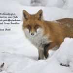 Geschäftliche Weihnachtsgrüße Vorlagen Kostenlos Angenehm Weihnachtsgrüße forum Für Naturfotografen