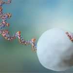 Gewinnspiel Agb Vorlage Schön Lebensdauer Von Rna Molekülen Untersucht