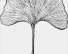 Ginkgo Blatt Vorlage Bewundernswert Ginkgo Clip Art Book Arts Improv In 2019