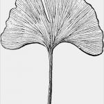 Ginkgo Blatt Vorlage Bewundernswert Ginkgo Clip Art Book Arts Improv In 2019