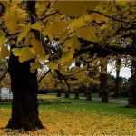 Ginkgo Blatt Vorlage Bewundernswert Mit Ginkgo Motiv Anhänger Ginkgo Weißgold Brillant 4