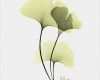 Ginkgo Blatt Vorlage Cool Die Besten 25 Ginkgo Ideen Auf Pinterest