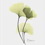 Ginkgo Blatt Vorlage Cool Die Besten 25 Ginkgo Ideen Auf Pinterest