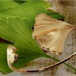 Ginkgo Blatt Vorlage Erstaunlich Mit Ginkgo Motiv Anhänger Ginkgo Weißgold Brillant 4