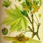 Ginkgo Blatt Vorlage Fabelhaft Vaher Perekond Vikipeedia Vaba Entsüklopeedia