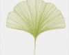 Ginkgo Blatt Vorlage Genial 39 Best Ginkgo Leaf Images On Pinterest