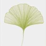Ginkgo Blatt Vorlage Genial 39 Best Ginkgo Leaf Images On Pinterest