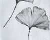 Ginkgo Blatt Vorlage Genial Más De 25 Bellas Ideas sobre Dibujos De árboles En