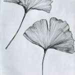 Ginkgo Blatt Vorlage Genial Más De 25 Bellas Ideas sobre Dibujos De árboles En