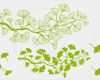 Ginkgo Blatt Vorlage Hübsch Ginko Clipart Clipground