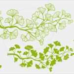 Ginkgo Blatt Vorlage Hübsch Ginko Clipart Clipground